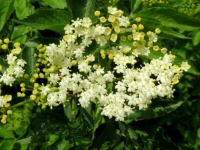 20140419Sambucus_nigra1
