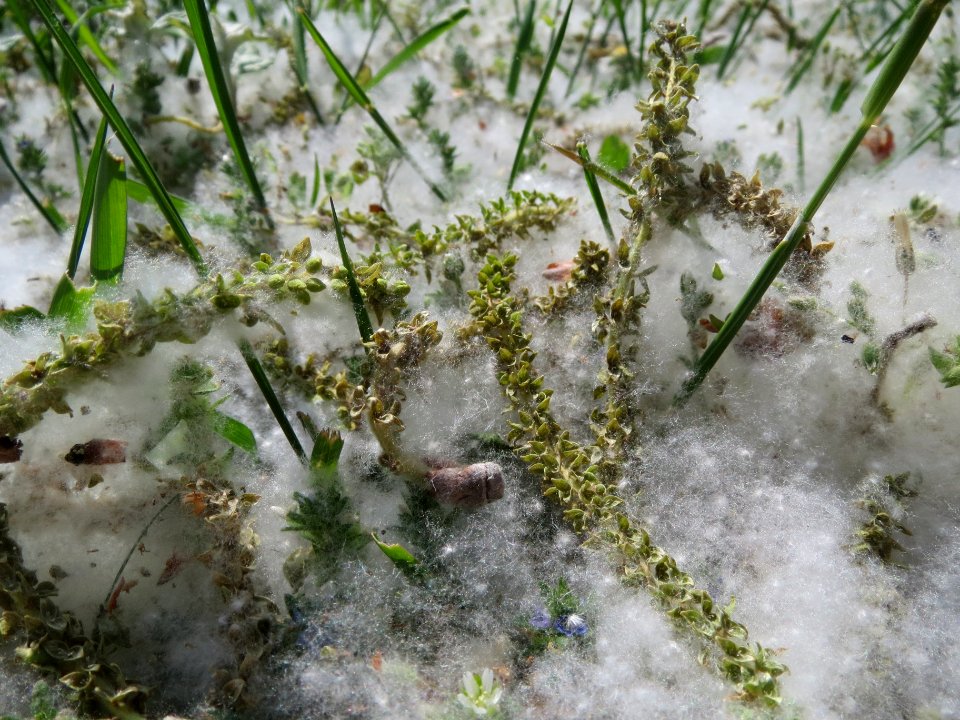 20140419Populus_alba2