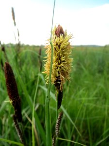 20140419Carex_acutiformis