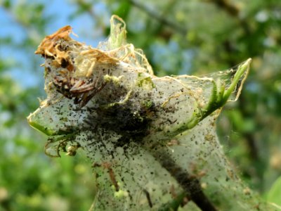 20140419Euonymus_europaeus3
