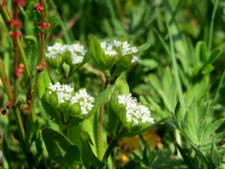 20140419Valerianella_locusta2