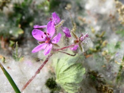 20140419Erodium_cicutarium3