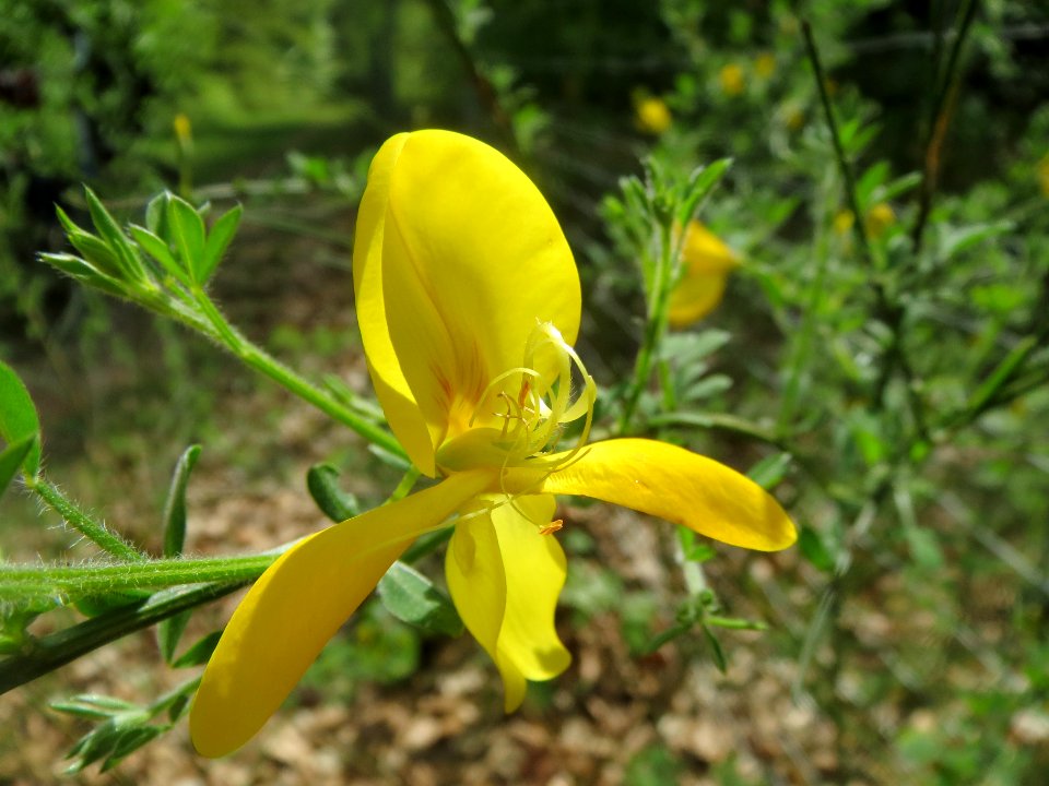 20140421Cytisus_scoparius1