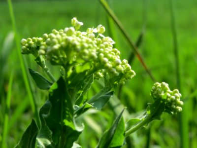 20140424Lepidium_draba2