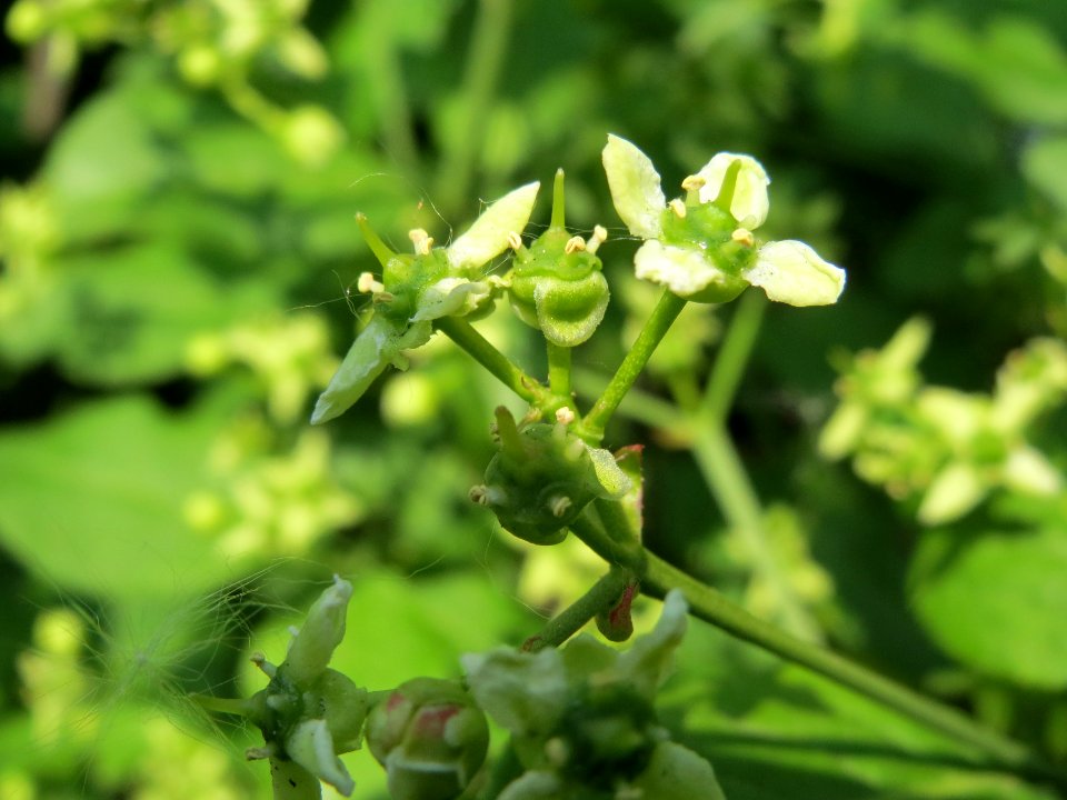 20140419Euonymus_europaeus