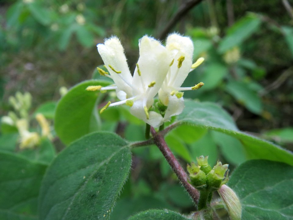 20140418Lonicera_xylosteum2