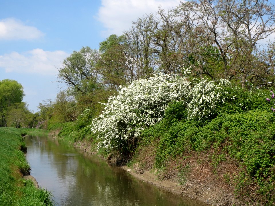 20140419Crataegus_monogyna1