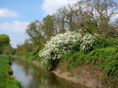 20140419Crataegus_monogyna1