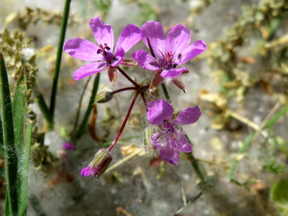 20140419Erodium_cicutarium2