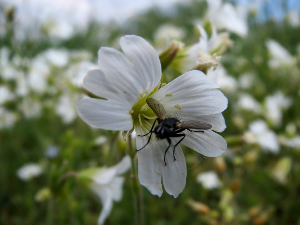 20140419Cerastium_arvense3