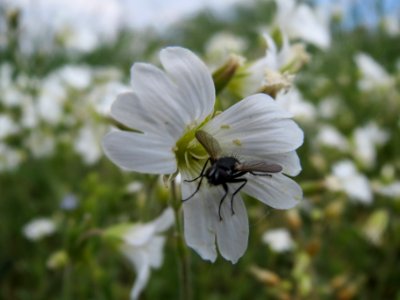 20140419Cerastium_arvense3