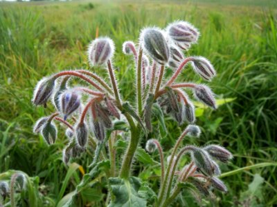 20140419Borago_officinalis1
