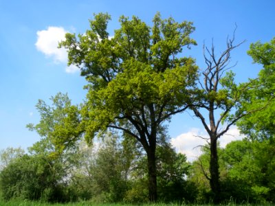 20140423Quercus_robur