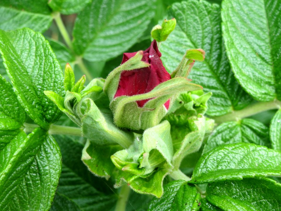 20140422Rosa_rugosa2