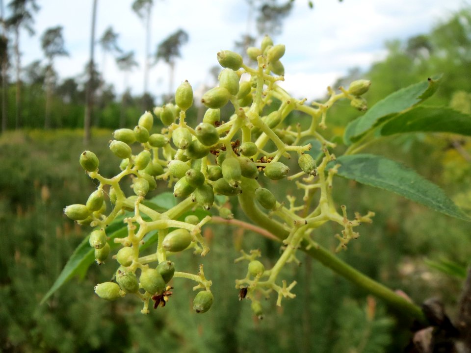 Sambucus racemosa