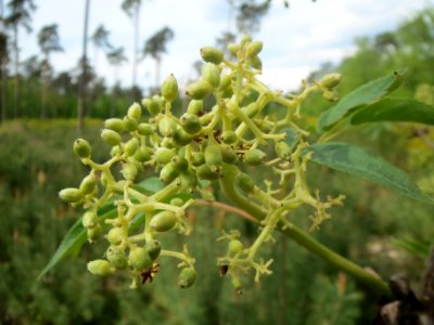 Sambucus racemosa