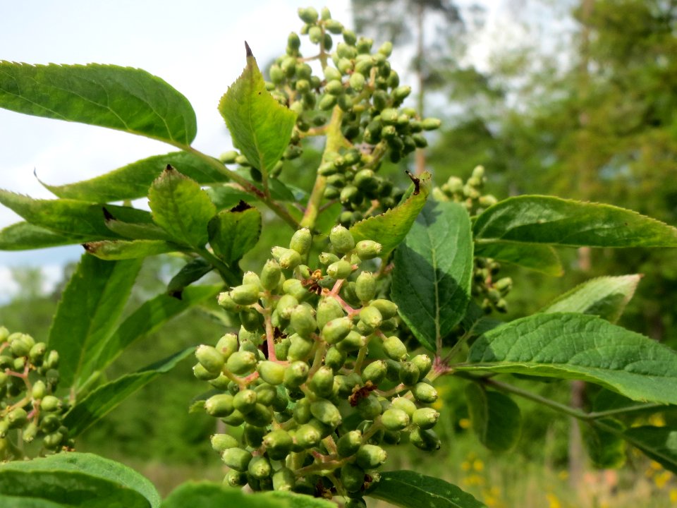 Sambucus racemosa