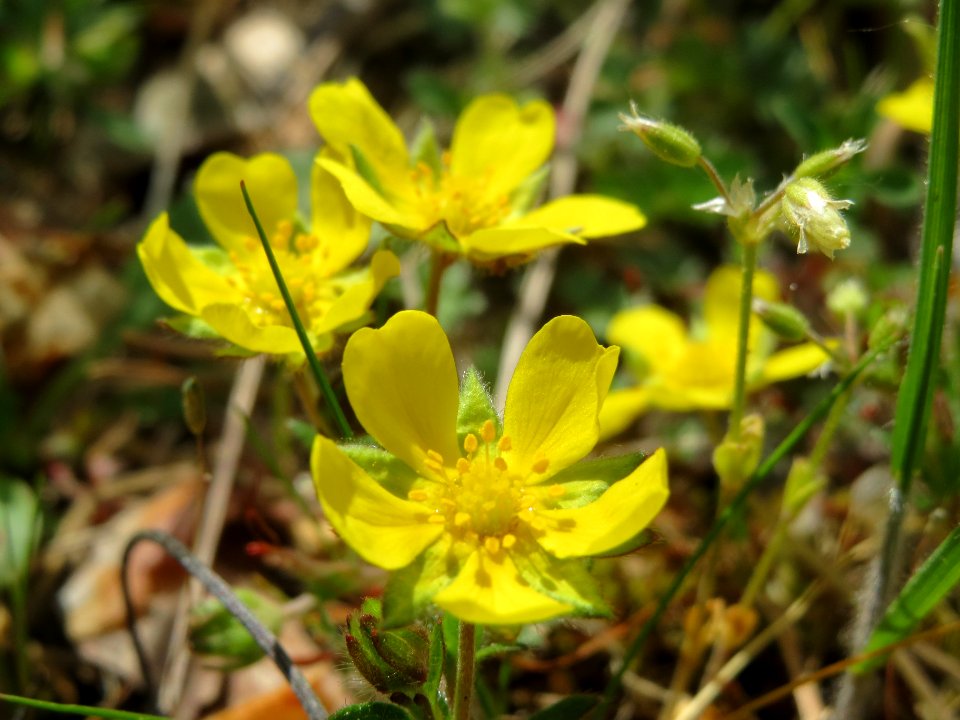 20140421Potentilla_neumanniana2