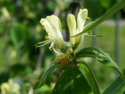 20140421Lonicera_xylosteum2