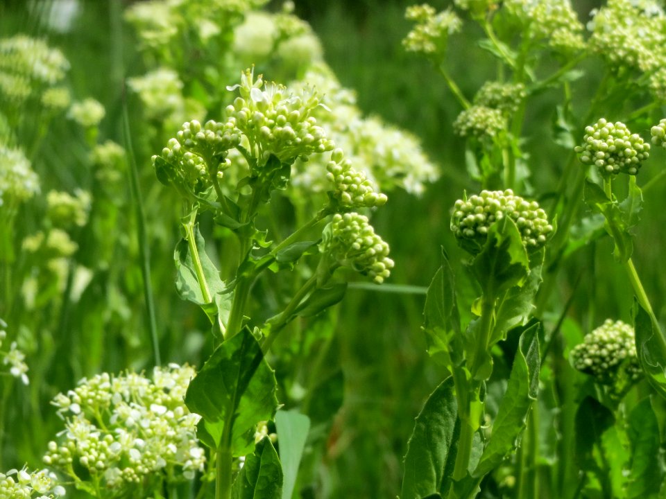20140422Lepidium_draba1