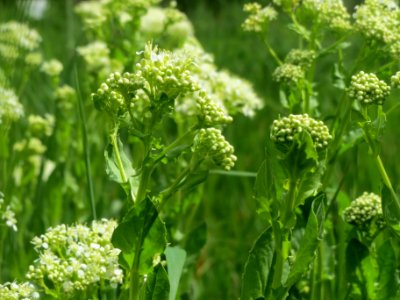 20140422Lepidium_draba1