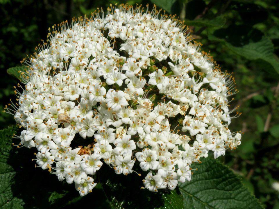 20140423Viburnum_lantana1