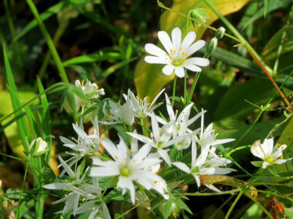 20140423Stellaria_holostea1