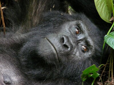 Uganda bwindi national