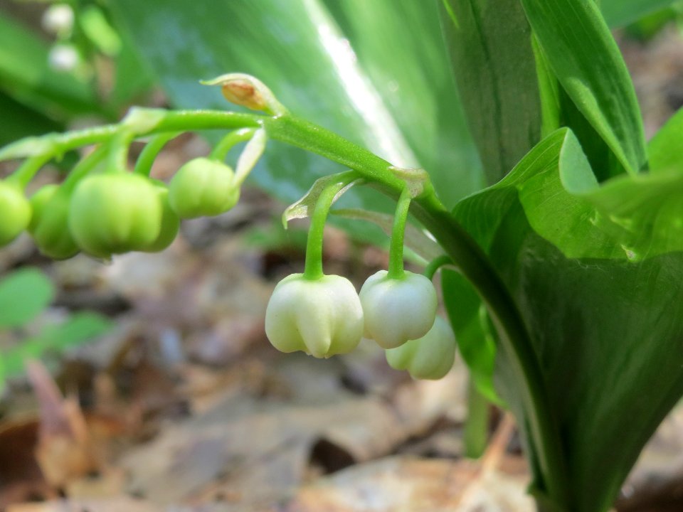 20140423Convallaria_majalis2