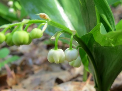 20140423Convallaria_majalis2