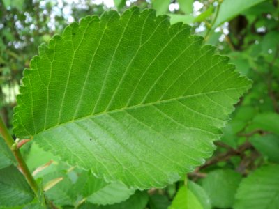 20140422Ulmus_minor2