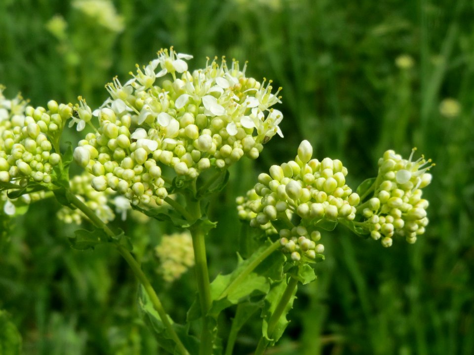 20140422Lepidium_draba3