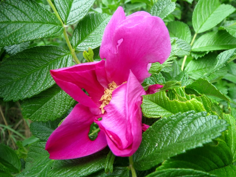 20140422Rosa_rugosa4