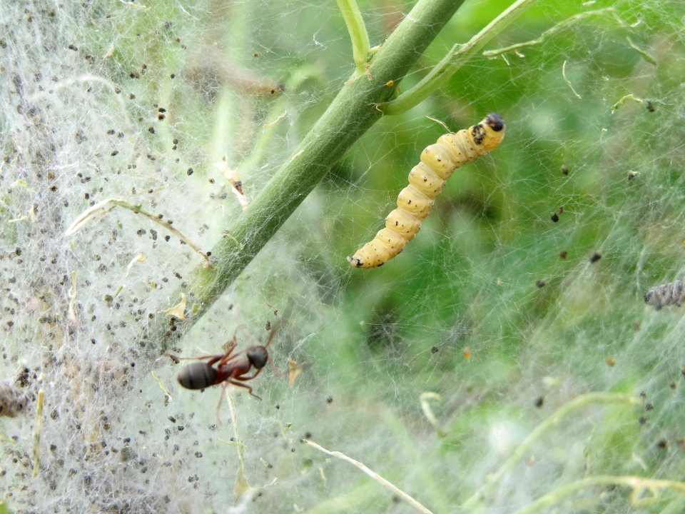 20140422Euonymus_europaeus4