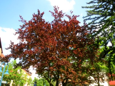 20140423Fagus_sylvatica_Purpurea2
