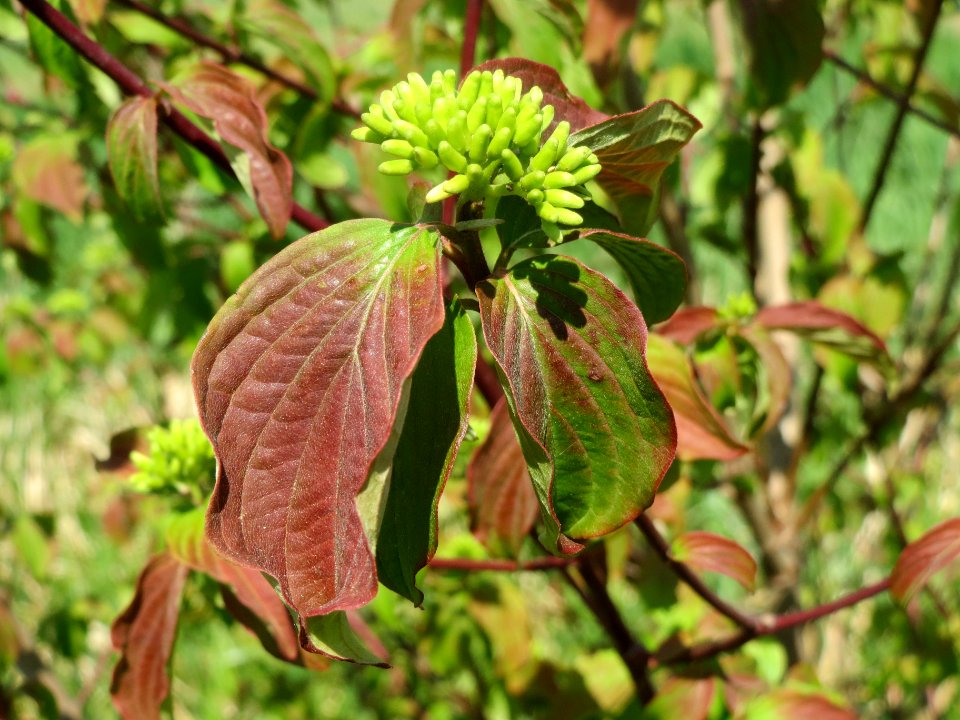 20140424Cornus_sanguinea