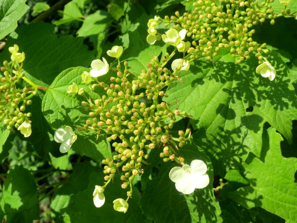 20140423Viburnum_opulus2