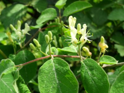 20140421Lonicera_xylosteum1