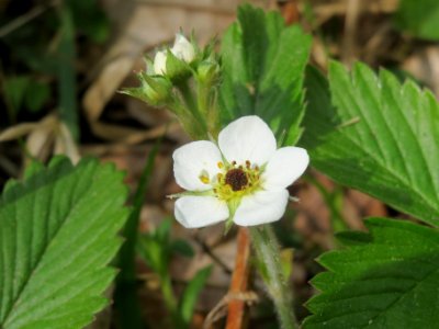 20140421Fragaria_vesca2