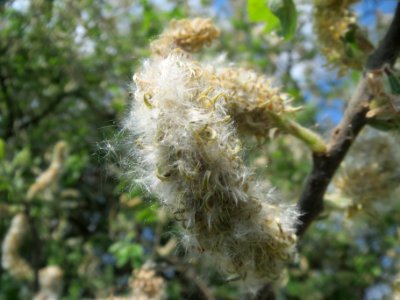 20140424Salix_caprea2