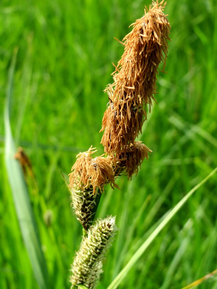 20140425Carex_acutiformis05