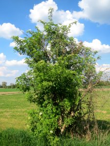 20140424Sambucus_nigra1