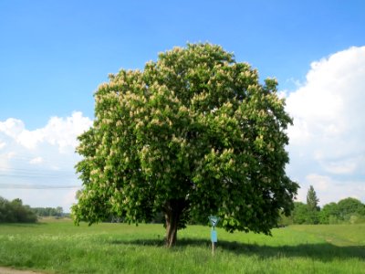 20140425Aesculus_hippocastanum1