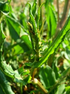 20140424Rumex_acetosa7