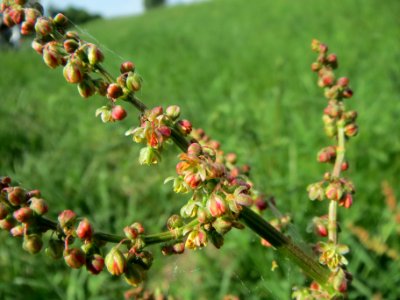 20140424Rumex_acetosa1