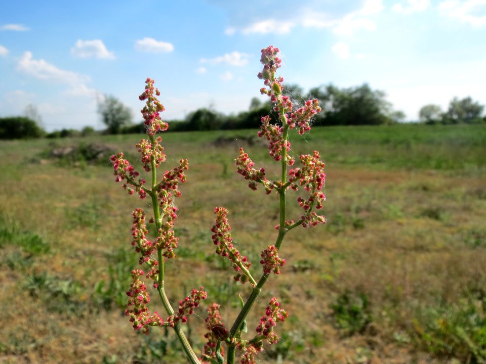 20140424Rumex_acetosa5
