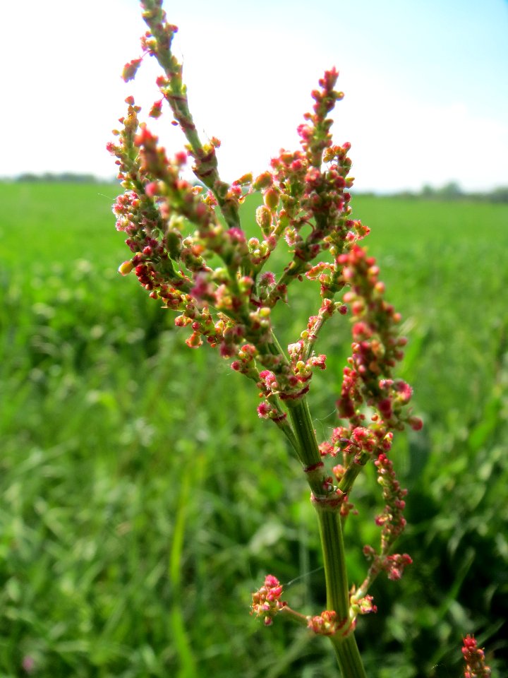 20140424Rumex_acetosa2