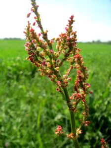 20140424Rumex_acetosa2