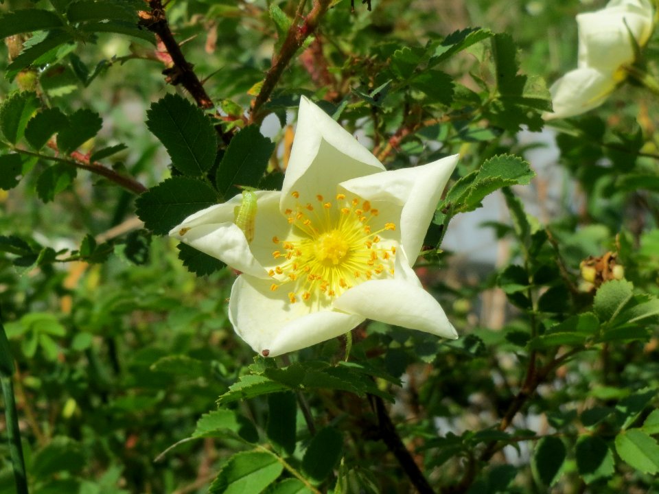 20140424Rosa_spinosissima8