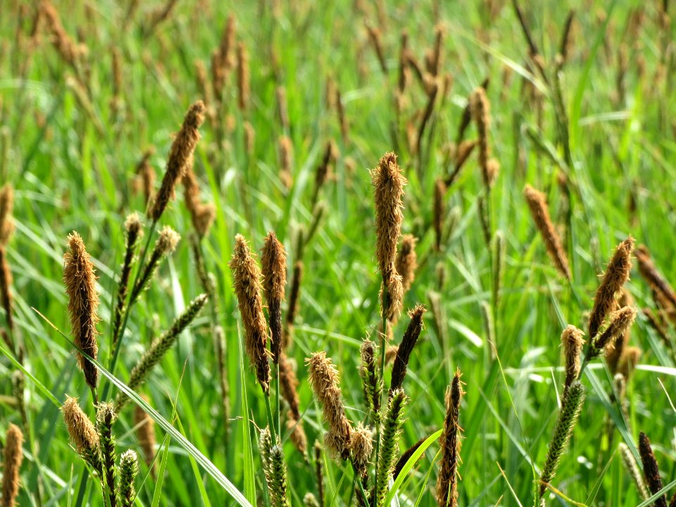 20140425Carex_acutiformis01